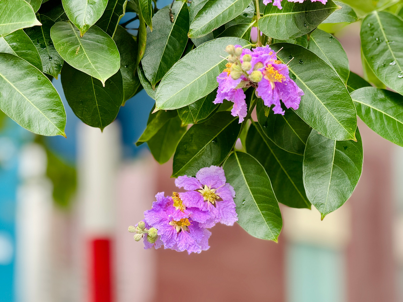 Dù không rực rỡ sắc đỏ như hoa phượng, nhưng bằng lăng với sắc tím đặc trưng từ lâu đã hòa vào nhịp sống hối hả của Thủ đô mỗi khi hè về.