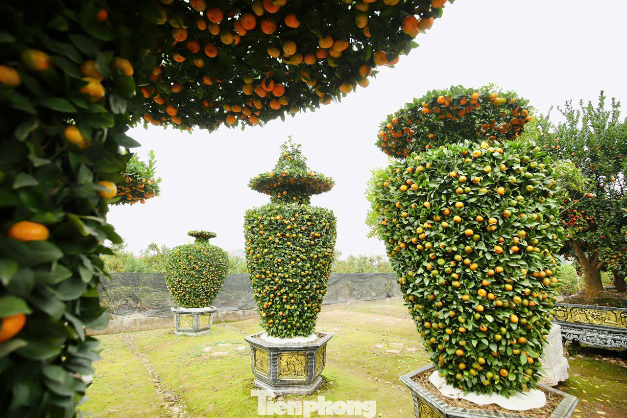 Quýt ngoài hình dáng độc đáo còn phải có quả mọng và quả lộc, vàng, lá tươi xanh thể hiện sự sinh sôi, phát triển", anh Nguyễn Văn Thạnh (nhà vườn xã Liên Nghĩa, huyện Văn Giang, tỉnh Hưng Yên) chia sẻ.