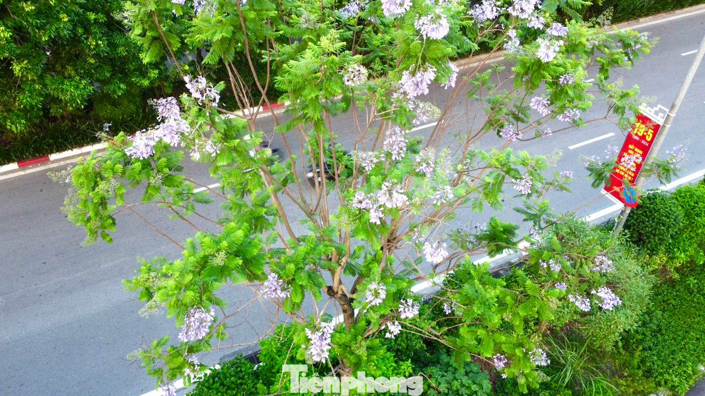 Phượng tím lần đầu tiên du nhập vào nước ta là năm 1960 tại thành phố Đà Lạt và trở thành loại cây đặc sản của thành phố ngàn hoa. Cây phượng tím có nguồn gốc từ Châu Mỹ, là cây thân gỗ lớn thô nhám, cao từ 10-15m, tán cây khi phát triển có thể phủ rộng với đường kính 5-7m, phượng tím có lá giống như phượng vĩ, phượng vàng.