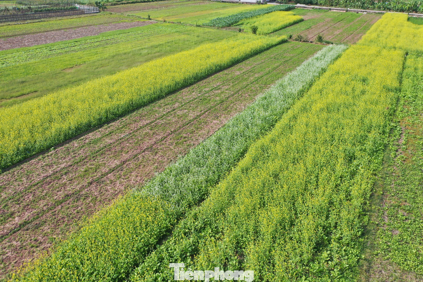 Nằm ven dòng sông Đuống, cách Hà Nội khoảng 30 km, cánh đồng cải vàng ở thôn Chi Đông, chi Nam, Gia Lâm (thuộc xã Lệ Chi, Gia Lâm, Hà Nội) đang vào vụ trổ bông nở vàng rực rỡ khiến ai đi qua cũng mê mẩn.