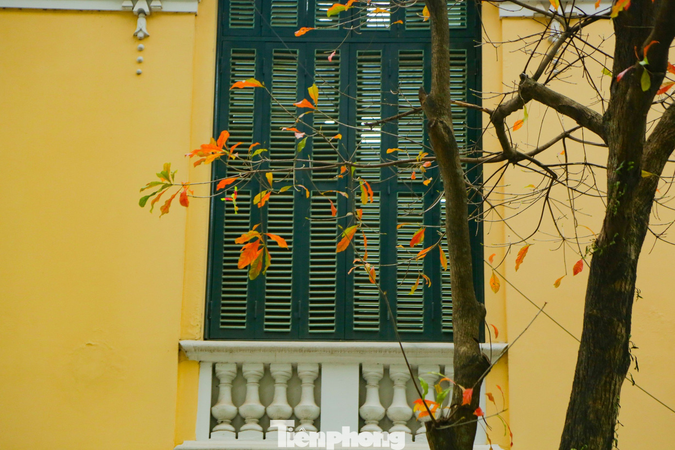 Từng góc phố Hà Nội được tô điểm bởi màu sắc sặc sỡ của hàng cây mùa thay lá bỗng trở nên lãng mạn hơn những ngày trung tuần tháng 3.