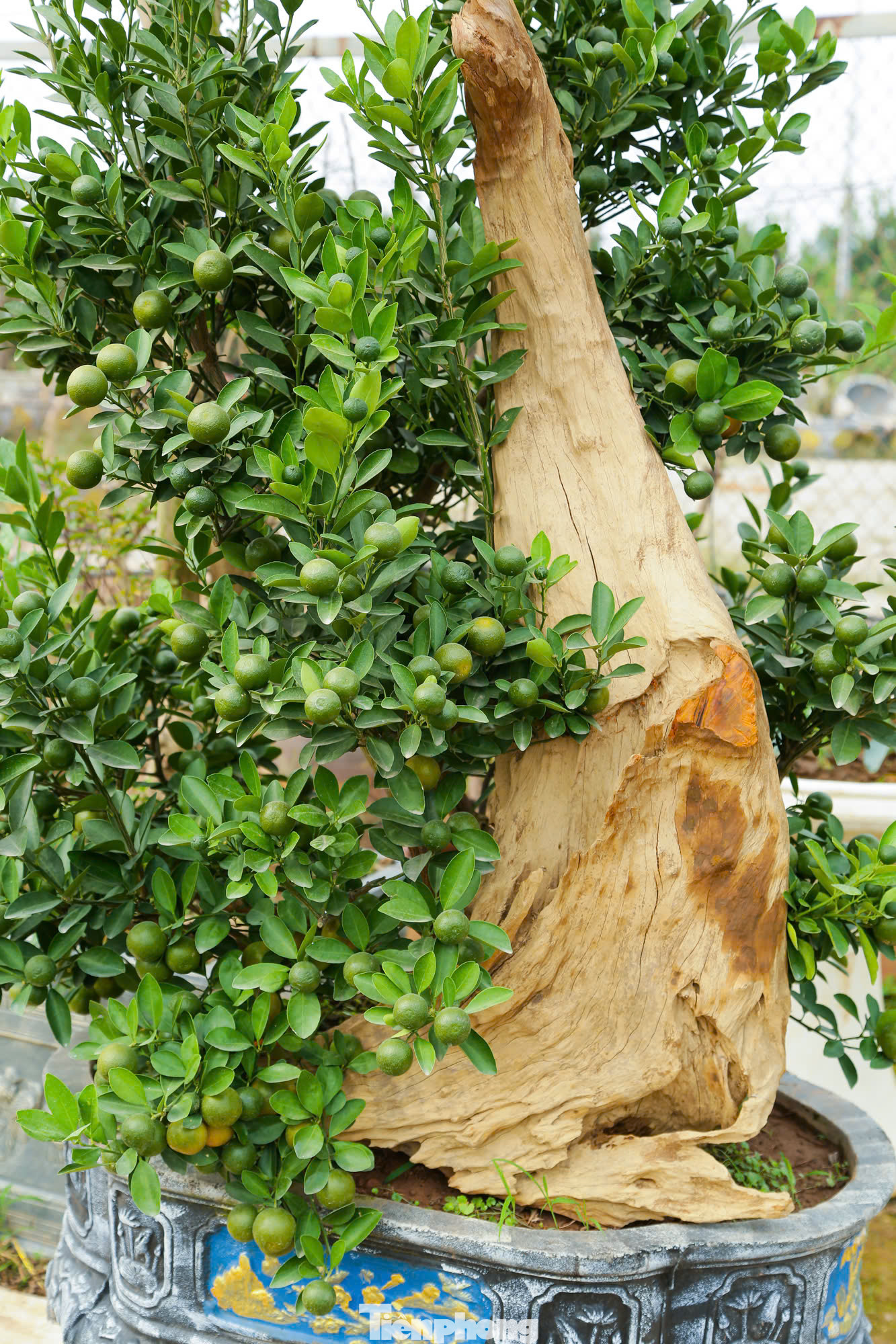 Bên cạnh quất mộc căn, quất bonsai, quất mini, quất gỗ lũa với kiểu dáng đẹp và độc lạ.