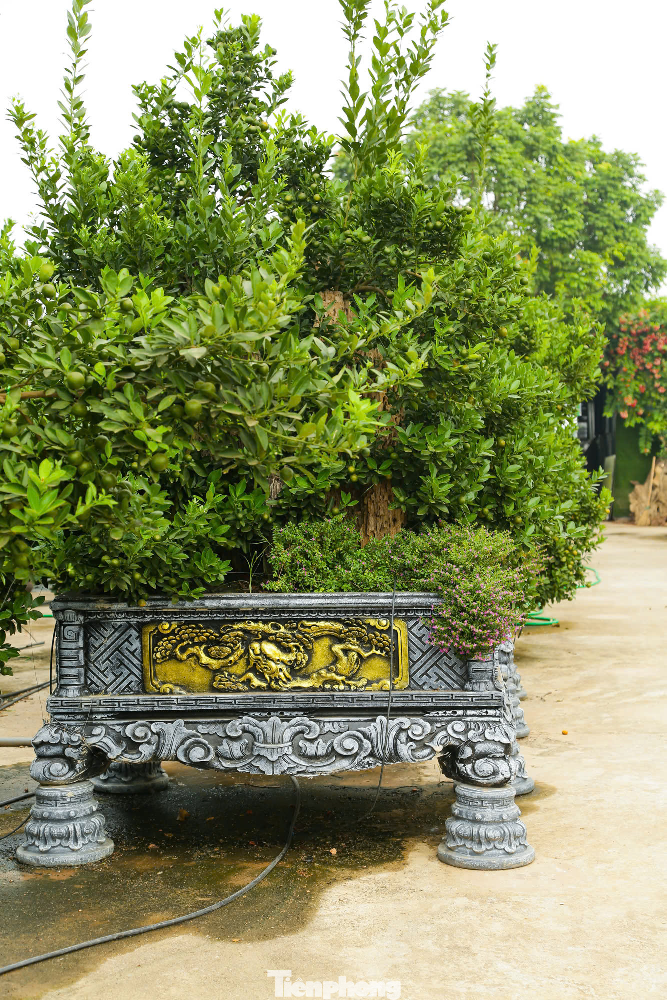 Bên cạnh quất mộc căn, quất bonsai, quất mini, quất gỗ lũa với kiểu dáng đẹp và độc lạ.