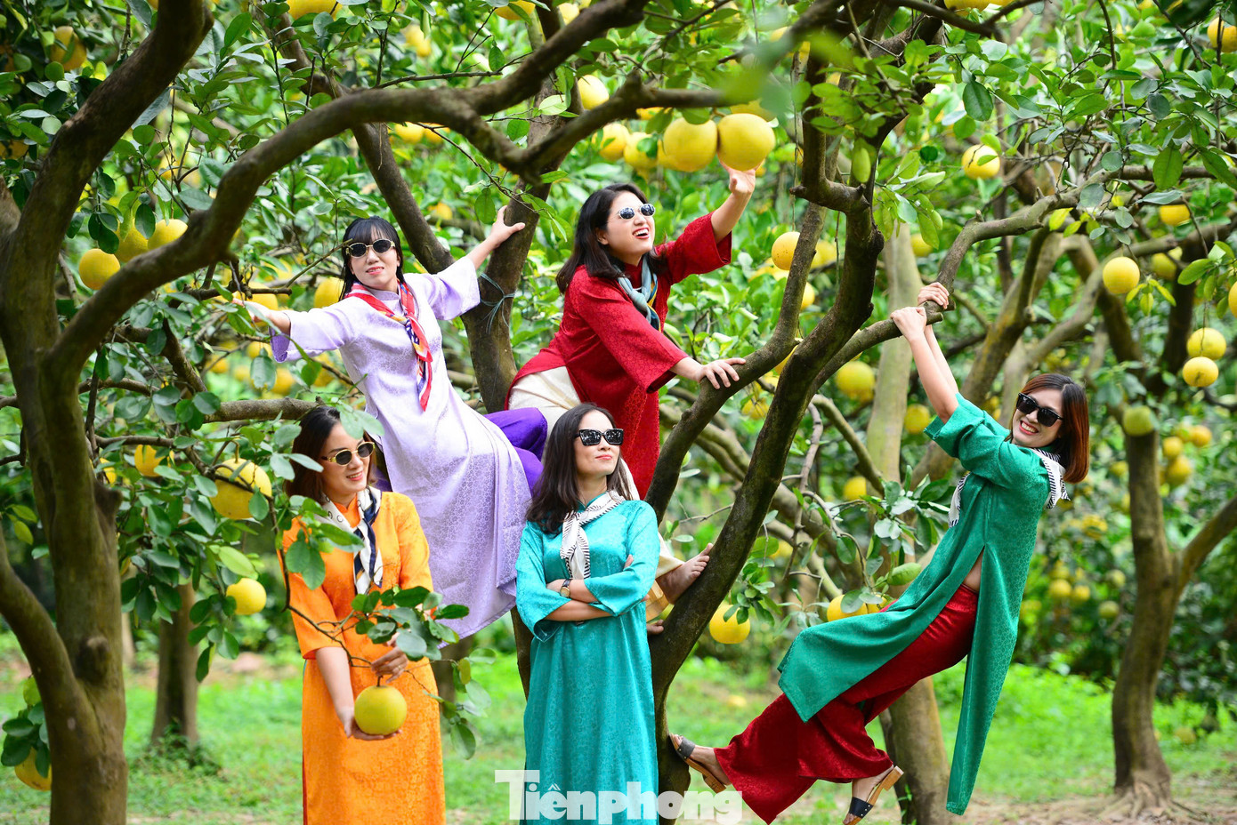 Trong ảnh là vườn bưởi Diễn rộng 4ha với gần 2.000 gốc trên 30 năm tuổi, vài năm trở lại đây, vườn bưởi này đã trở thành địa điểm check-in nổi tiếng. Người dân và du khách đến đây có thể đặt gốc bưởi để ăn Tết, đồng thời cũng tranh thủ chụp ảnh kỷ niệm.