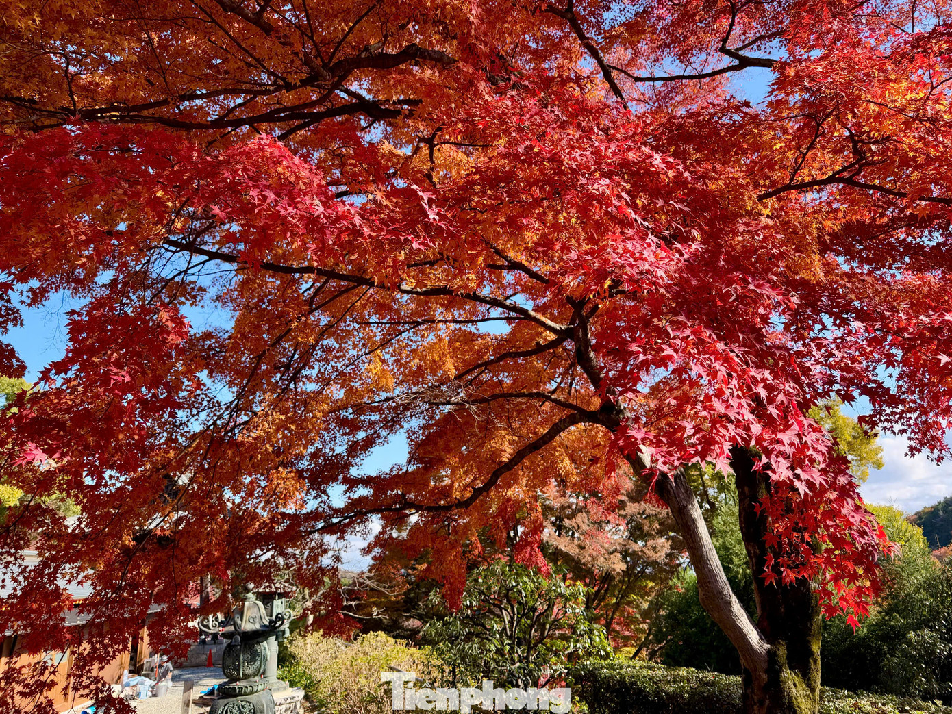 Sắc vàng, đỏ của lá thu bắt đầu xuất hiện vào giữa tháng 9 trên khắp vùng núi phía bắc Hokkaido và Sapporo, sau đó lan dần đến các vùng thấp hơn và nhiều khu vực phía nam, nổi bật nhất là Tokyo, rồi đến Kyoto và Osaka vào cuối tháng 11 và đầu tháng 12.