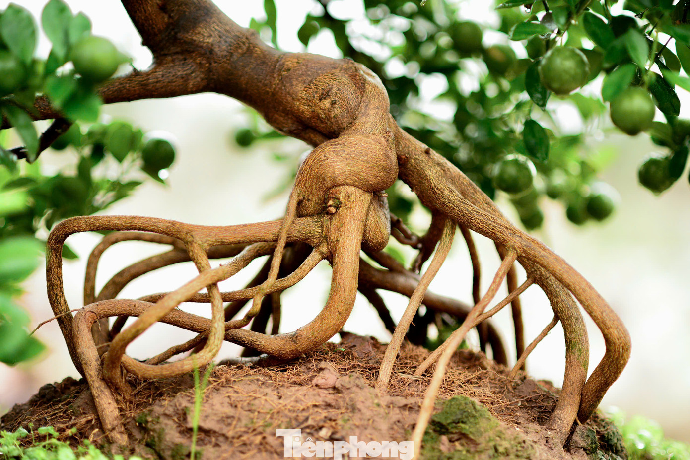 Ngoài những cây quất mộc căn lớn, các nhà vườn cũng tạo nhiều chậu bonsai có kích thước nhỏ được tạo hình đa dạng, phù hợp những ngôi nhà có diện tích nhỏ. Chậu nhỏ có giá từ 1 triệu tới vài triệu đồng, phù hợp với nhu cầu chơi cây cảnh của khách hàng thích cây cảnh Tết đẹp độc lạ nhưng không quá tốn kém.