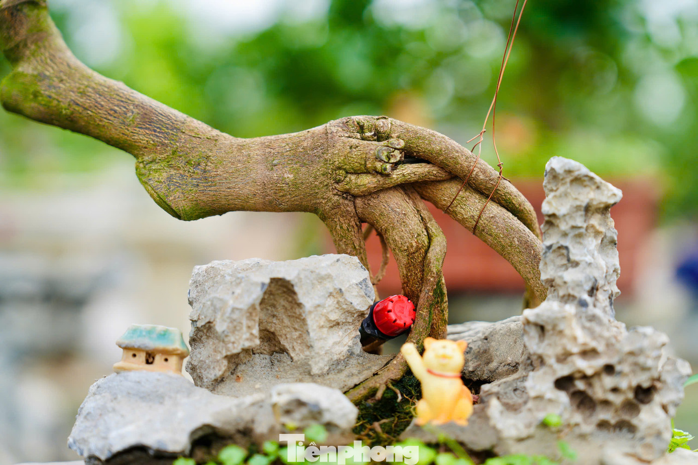 Ngoài những cây quất mộc căn lớn, các nhà vườn cũng tạo nhiều chậu bonsai có kích thước nhỏ được tạo hình đa dạng, phù hợp những ngôi nhà có diện tích nhỏ. Chậu nhỏ có giá từ 1 triệu tới vài triệu đồng, phù hợp với nhu cầu chơi cây cảnh của khách hàng thích cây cảnh Tết đẹp độc lạ nhưng không quá tốn kém.