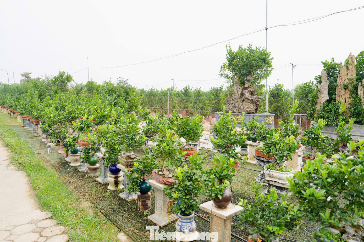 Bên cạnh quất bình, quất mini, quất gỗ lũa... thì loại quất mộc căn được nhiều khách hàng quan tâm bởi dáng vẻ độc đáo của những bộ rễ nhô hẳn lên khỏi mặt đất.