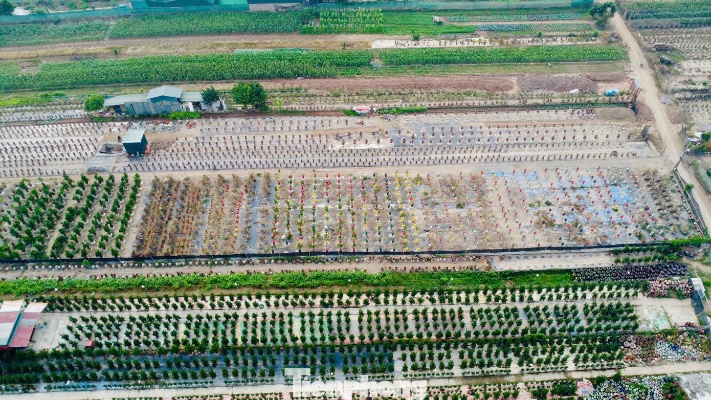 Năm nay, do ảnh hưởng của bão số 3, nhiều nhà vườn ở Tứ Liên, Tây Hồ chịu thiệt hại không nhỏ. Một phần ít số cây quất đã được di chuyển kịp thời, nhưng dự đoán số lượng quất mộc căn năm nay đưa ra thị trường sẽ khiêm tốn hơn so với năm trước.