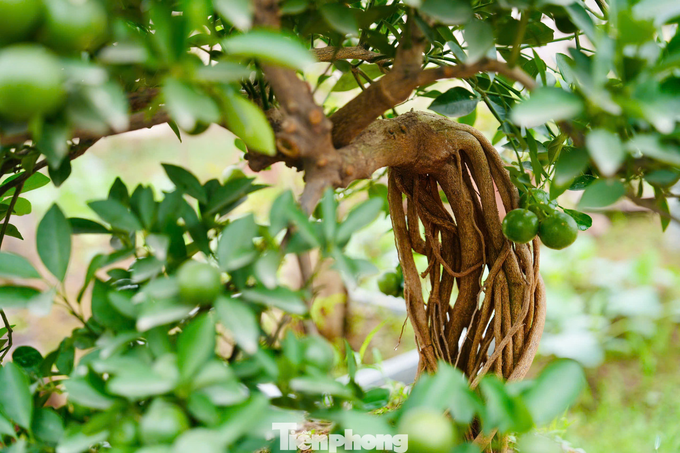 Ngoài những cây quất mộc căn lớn, các nhà vườn cũng tạo nhiều chậu bonsai có kích thước nhỏ được tạo hình đa dạng, phù hợp những ngôi nhà có diện tích nhỏ. Chậu nhỏ có giá từ 1 triệu tới vài triệu đồng, phù hợp với nhu cầu chơi cây cảnh của khách hàng thích cây cảnh Tết đẹp độc lạ nhưng không quá tốn kém.