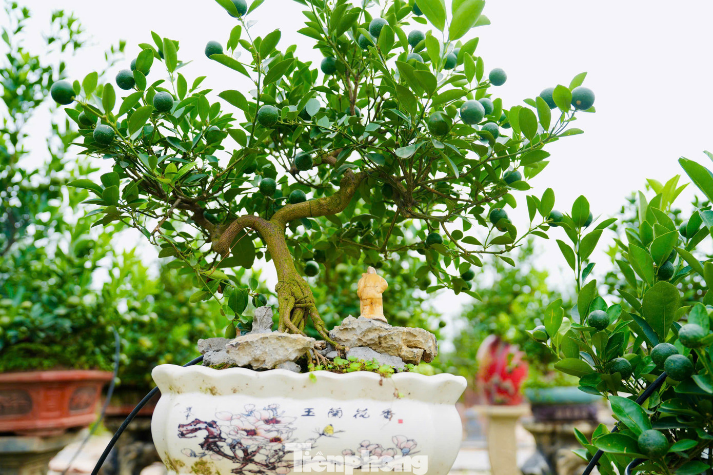 Chủ vườn cảnh Xuân Lộc (phườngTứ Liên, quận Tây Hồ) chia sẻ: "Theo nghĩa Hán - Việt, mộc là cây, căn là rễ. Quất mộc căn tức là cây quất có bộ rễ nhô lên khỏi mặt đất, phô ra vẻ đẹp vừa khỏe mạnh vừa mềm mại. Gọi là quất mộc căn để nhấn mạnh tiêu chí nghệ thuật quan trọng nhất nằm ở bộ rễ cây, hàm ý sức mạnh của bộ rễ cũng giống như con người. Dù có khó khăn, gian nan nhưng lúc nào cũng mạnh mẽ vươn lên trong cuộc sống".