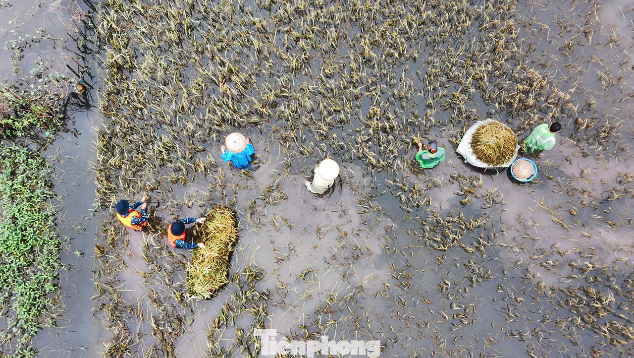 "Nước ngập trắng đồng khiến nhà tôi phải gặt lúa non để vớt vát được chút nào được chút đó, được các đồng chí bộ đội hỗ trợ gặt lúa, chúng tôi cố gắng trong hôm nay sẽ xong, nếu để thêm sẽ mất trắng", ông Tâm Thiều chia sẻ.