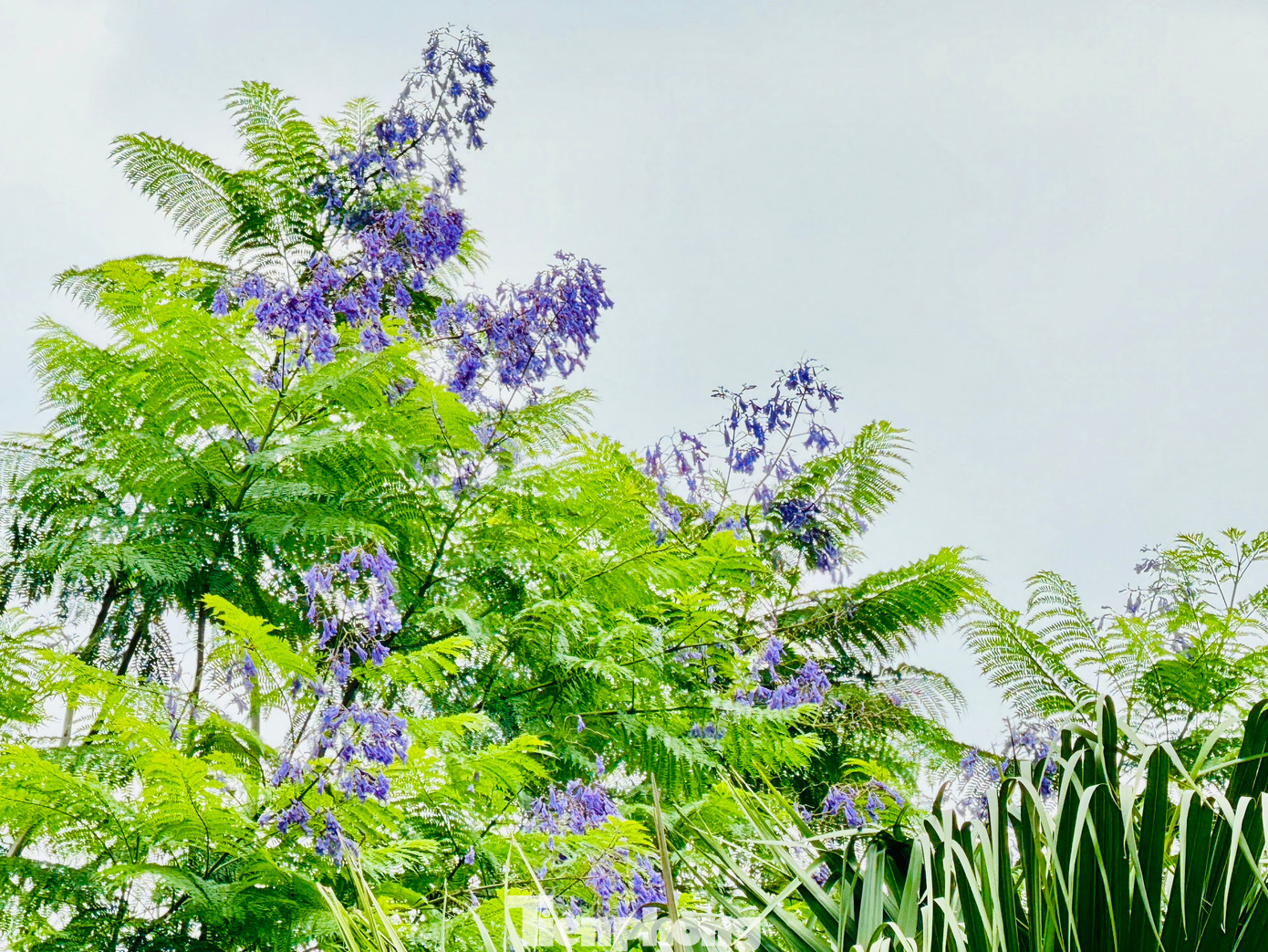 Dọc đường Láng, một số cây phượng tím cũng bắt đầu nở rộ. Con đường chạy dài từ Cầu Giấy đến Ngã Tư Sở (đường Láng) có tổng chiều dài 4km được phủ xanh với hơn 1.100 cây bóng mát trong đó đặc biệt có hoa phượng tím thuộc “hàng hiếm” ở đất Bắc.