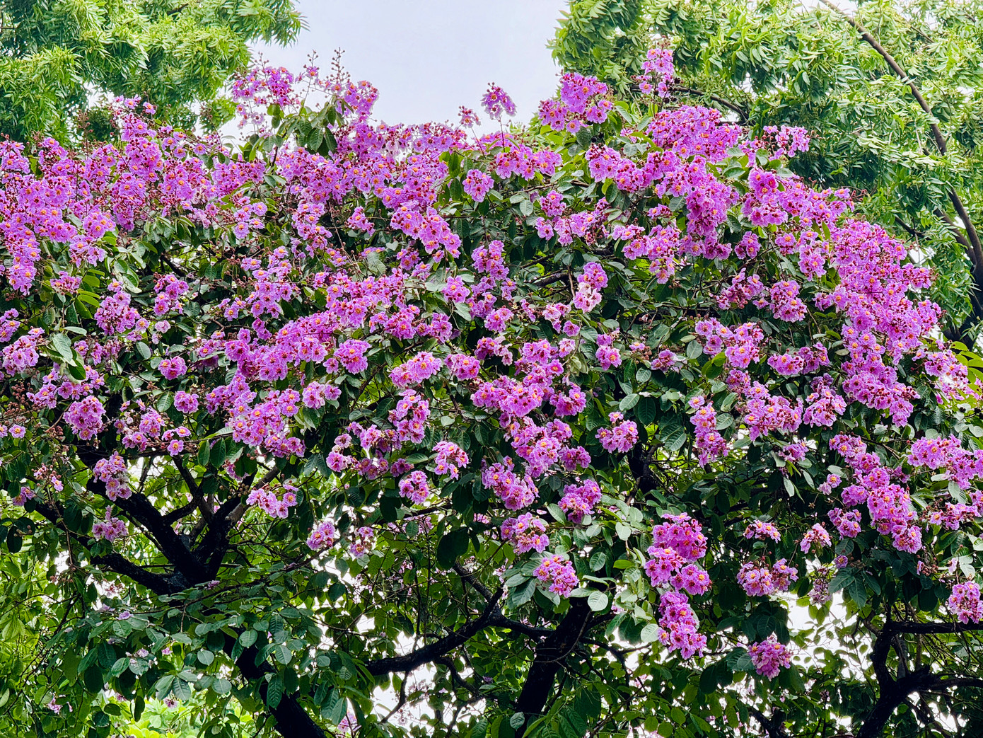 Cùng với hoa phượng đỏ nở rộ mỗi khi hè về, bằng lăng tím gắn với sân trường và ký ức kỷ niệm học trò của biết bao thế hệ học sinh.