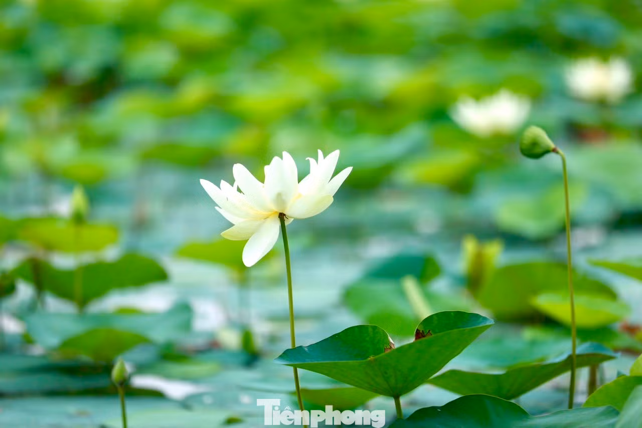 Sen trắng còn có tên gọi tao nhã là Bạch Liên, loài hoa sen mang vẻ đẹp thanh tao và tinh khiết.