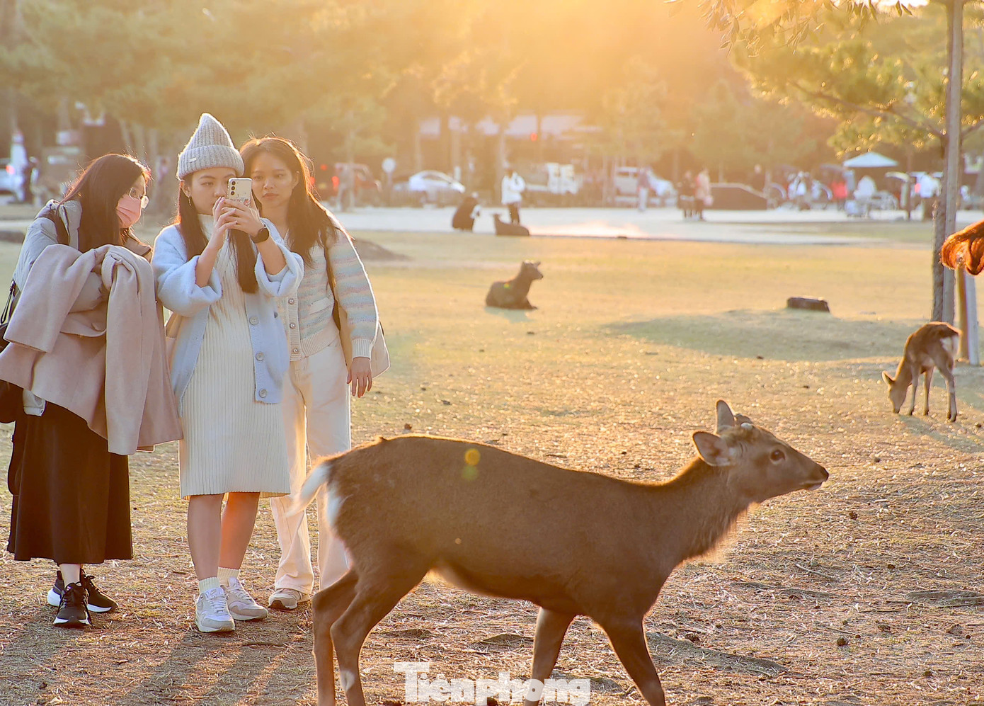 Những chú nai có mặt khắp nơi trong công viên, du khách có thể thoải đến gần để vuốt ve và chụp ảnh.