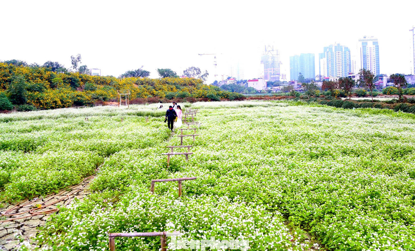 Thời điểm hiện tại, dã quỳ và tam giác mạch đồng loạt nở rộ nhuộm cả cánh đồng bạt ngàn sắc trắng xen lẫn với hồng tím, điệp với màu lá xanh tạo nên bức tranh thơ mộng giữa lòng Hà Nội.