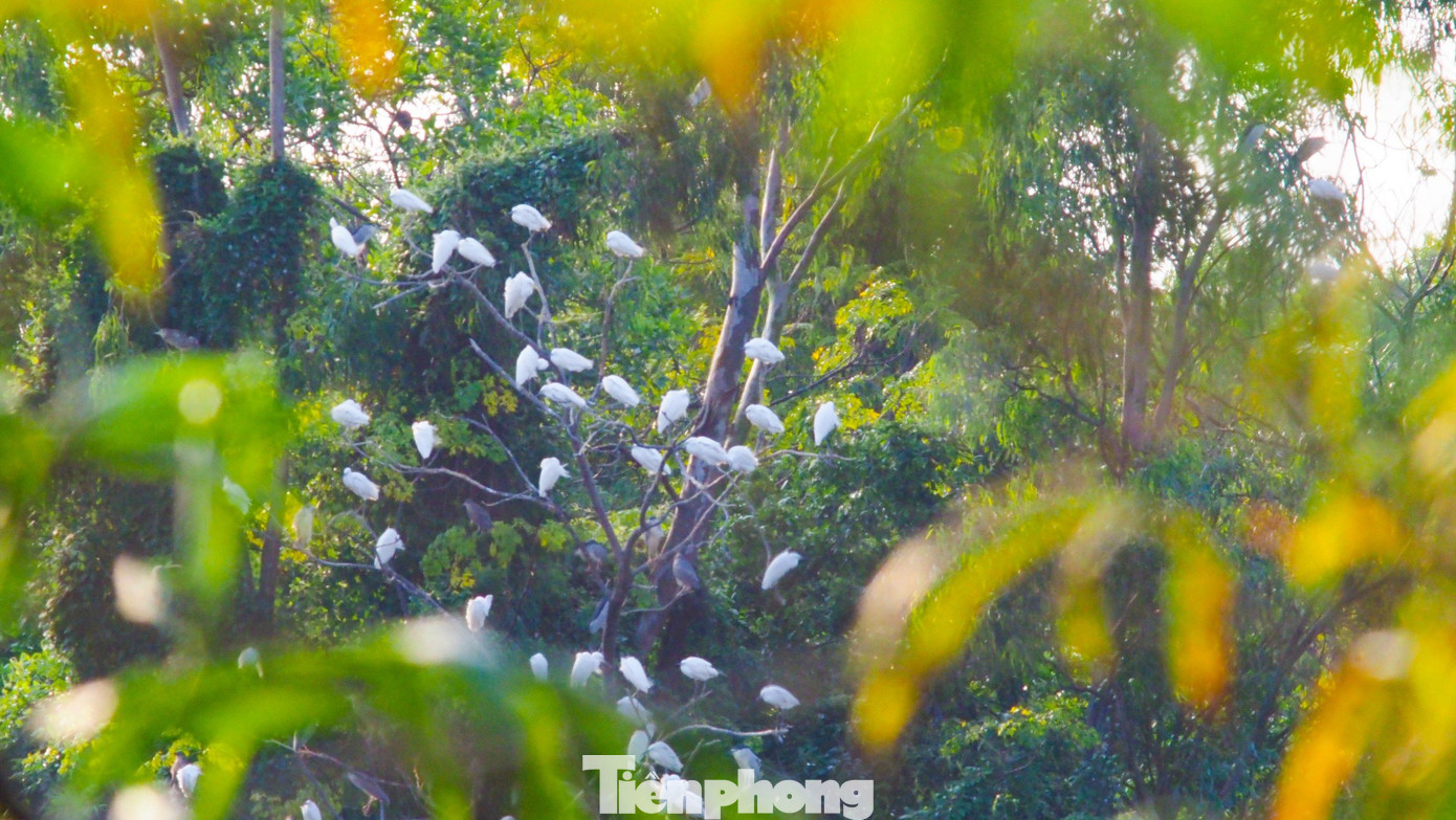 Trường Đại học Nông - Lâm Bắc Giang xác định có 15 loài chim nước cư trú trong khuôn viên: Cò lùn hung, diệc xám, cò ngàng lớn, cò ngàng nhỡ, cò trắng, cò bợ, cò ruồi, cò nhạn, vạc, cuốc ngực trắng, gà lôi nước, te vàng, bồng chanh, sả đầu nâu và bói cá nhỏ. Trường Đại học Nông - Lâm Bắc Giang xác định có 15 loài chim nước cư trú trong khuôn viên: Cò lùn hung, diệc xám, cò ngàng lớn, cò ngàng nhỡ, cò trắng, cò bợ, cò ruồi, cò nhạn, vạc, cuốc ngực trắng, gà lôi nước, te vàng, bồng chanh, sả đầu nâu và bói cá nhỏ.