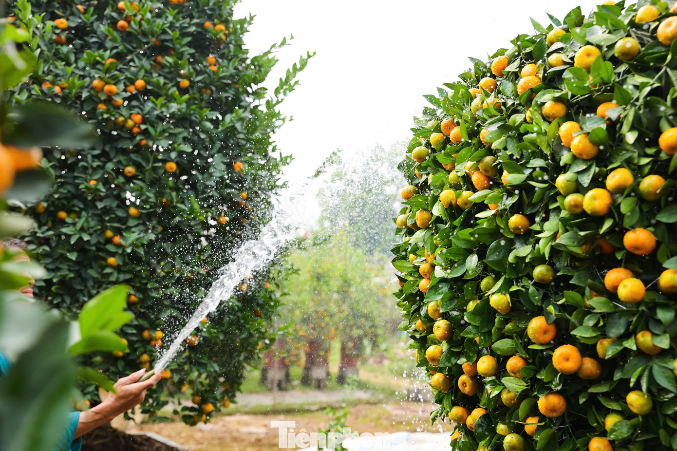 Để có được một cây quýt tán rộng, uốn thành lục bình khổng lồ, người dân phải cất công chăm sóc tới 5 năm.