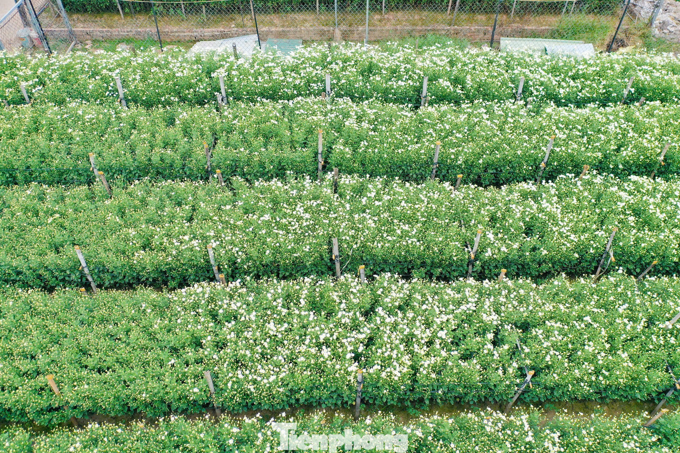 Cúc họa mi nở nhanh và chỉ kéo dài từ 2-3 tuần nên các nhà vườn thu hoạch và tiêu thụ rất nhanh. Năm nay hoa hiếm nên giá tăng gấp đôi năm ngoái, giá thu mua tại vườn khoảng 150.000 - 200.000 đồng/bó to.