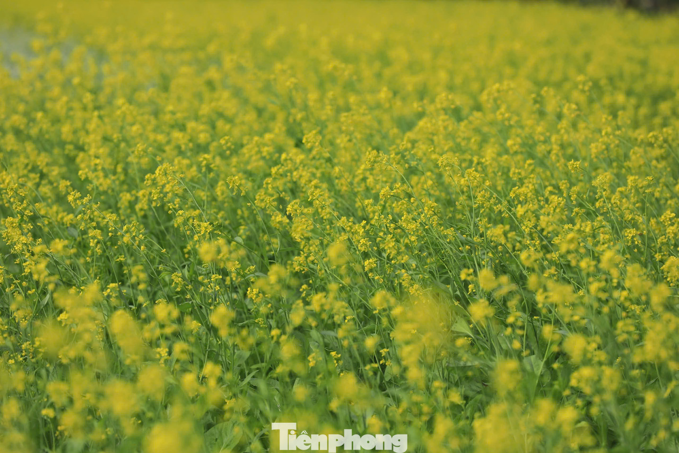 Sắc vàng nồng ấm của hoa cúc với ý nghĩa mang đến nhiều điều tốt lành. Dưới nắng đông, từng vạt hoa rập rờn lượn sóng theo làn gió, reo thương nhớ cho du khách bốn phương.