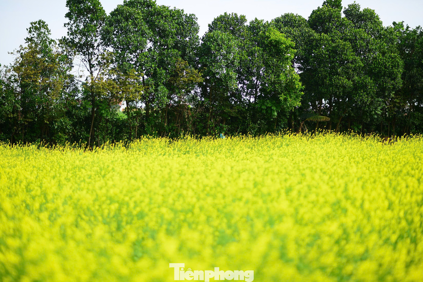 Màu vàng tươi của hoa cải không chỉ làm bừng sáng khung cảnh mà còn gợi lên cảm giác ấm áp, nhẹ nhàng trong tiết trời se lạnh của mùa đông.