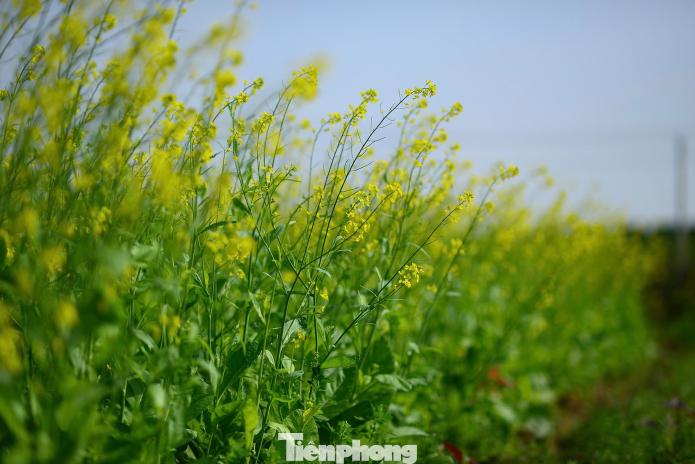 Màu vàng tươi của hoa cải không chỉ làm bừng sáng khung cảnh mà còn gợi lên cảm giác ấm áp, nhẹ nhàng trong tiết trời se lạnh của mùa đông.