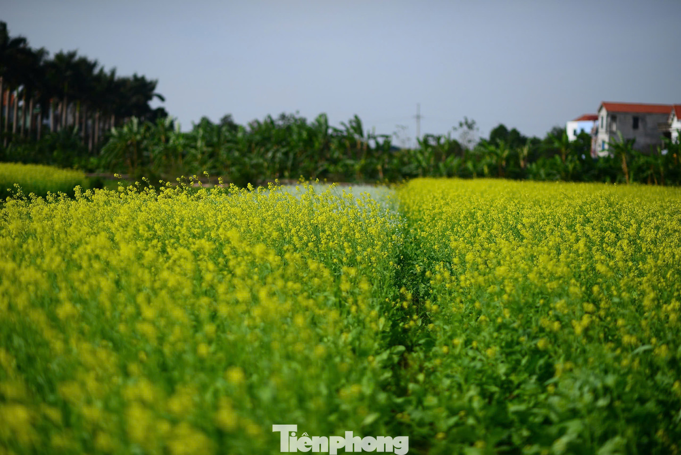 Sắc vàng nồng ấm của hoa cúc với ý nghĩa mang đến nhiều điều tốt lành. Dưới nắng đông, từng vạt hoa rập rờn lượn sóng theo làn gió, reo thương nhớ cho du khách bốn phương.