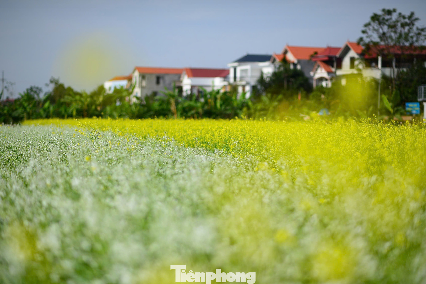 Sắc vàng nồng ấm của hoa cúc với ý nghĩa mang đến nhiều điều tốt lành. Dưới nắng đông, từng vạt hoa rập rờn lượn sóng theo làn gió, reo thương nhớ cho du khách bốn phương.