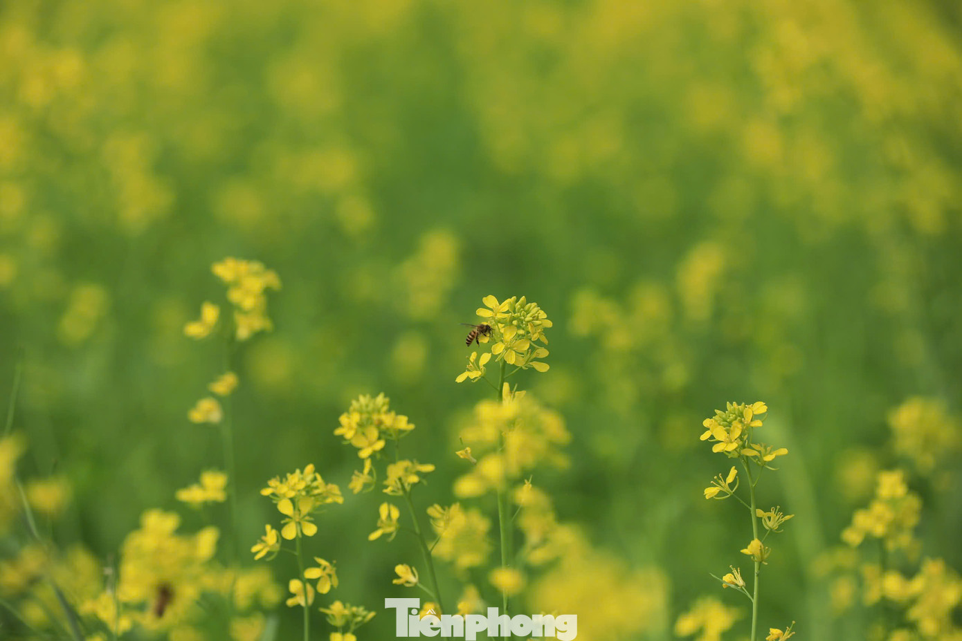 Màu vàng tươi của hoa cải không chỉ làm bừng sáng khung cảnh mà còn gợi lên cảm giác ấm áp, nhẹ nhàng trong tiết trời se lạnh của mùa đông.