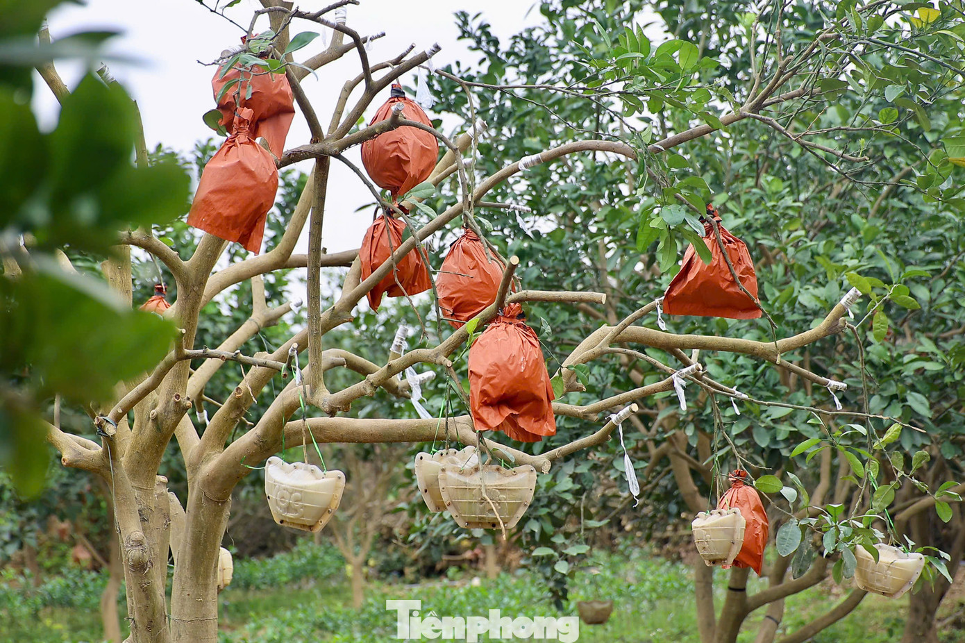 Trao đổi với PV Tiền Phong, ông Lương Văn Phương, Chủ tịch HĐQT Hợp tác xã bưởi đỏ Đông Cao cho biết: " Năm nay chúng tôi thiệt hại nặng nề (hơn 60% sản lượng) do bão lụt nên giờ chỉ còn khoảng 30-40%. Gia đình thiệt hại ước tính từ 1,5 tỉ -1,8 tỉ đồng; bưởi thương phẩm thiệt hại khoảng 800 triệu đồng, còn bưởi khuôn tài lộc và chi phí phân bón vật tư xấp xỉ 1 tỉ đồng". Trao đổi với PV Tiền Phong, ông Lương Văn Phương, Chủ tịch HĐQT Hợp tác xã bưởi đỏ Đông Cao cho biết: " Năm nay chúng tôi thiệt hại nặng nề (hơn 60% sản lượng) do bão lụt nên giờ chỉ còn khoảng 30-40%. Gia đình thiệt hại ước tính từ 1,5 tỉ -1,8 tỉ đồng; bưởi thương phẩm thiệt hại khoảng 800 triệu đồng, còn bưởi khuôn tài lộc và chi phí phân bón vật tư xấp xỉ 1 tỉ đồng".