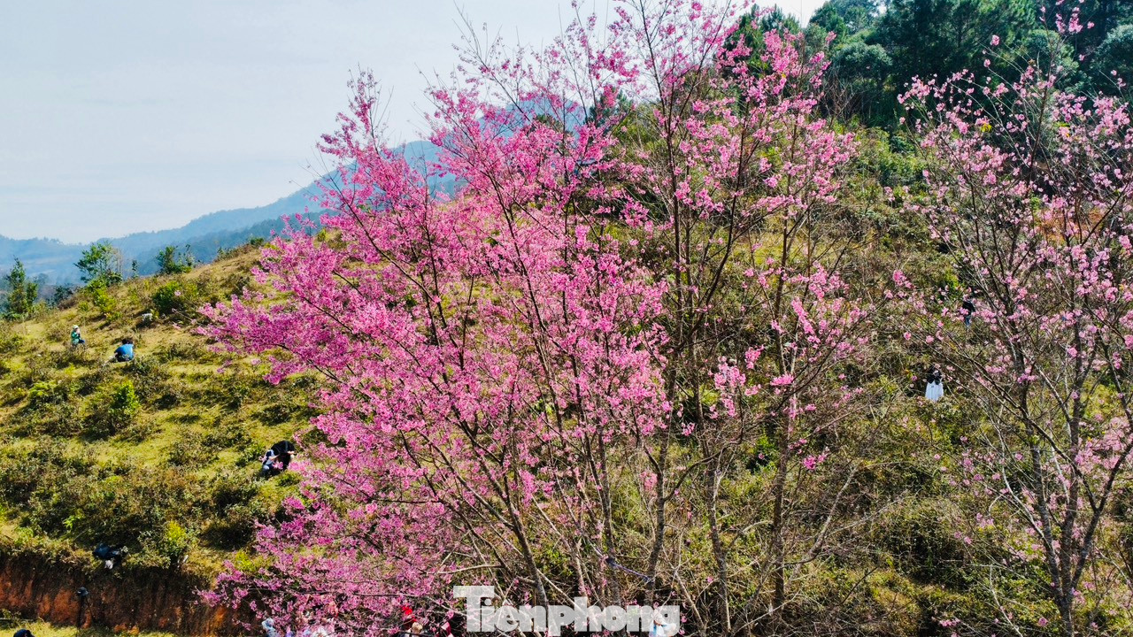 Tùy vào tình hình thời tiết, mai anh đào sẽ nở rộ khắp thành phố trong vòng 2-3 tuần tới. Từ nay đến cuối tháng 1, đầu tháng 2, du khách có thể thưởng thức trọn vẹn mùa hoa.