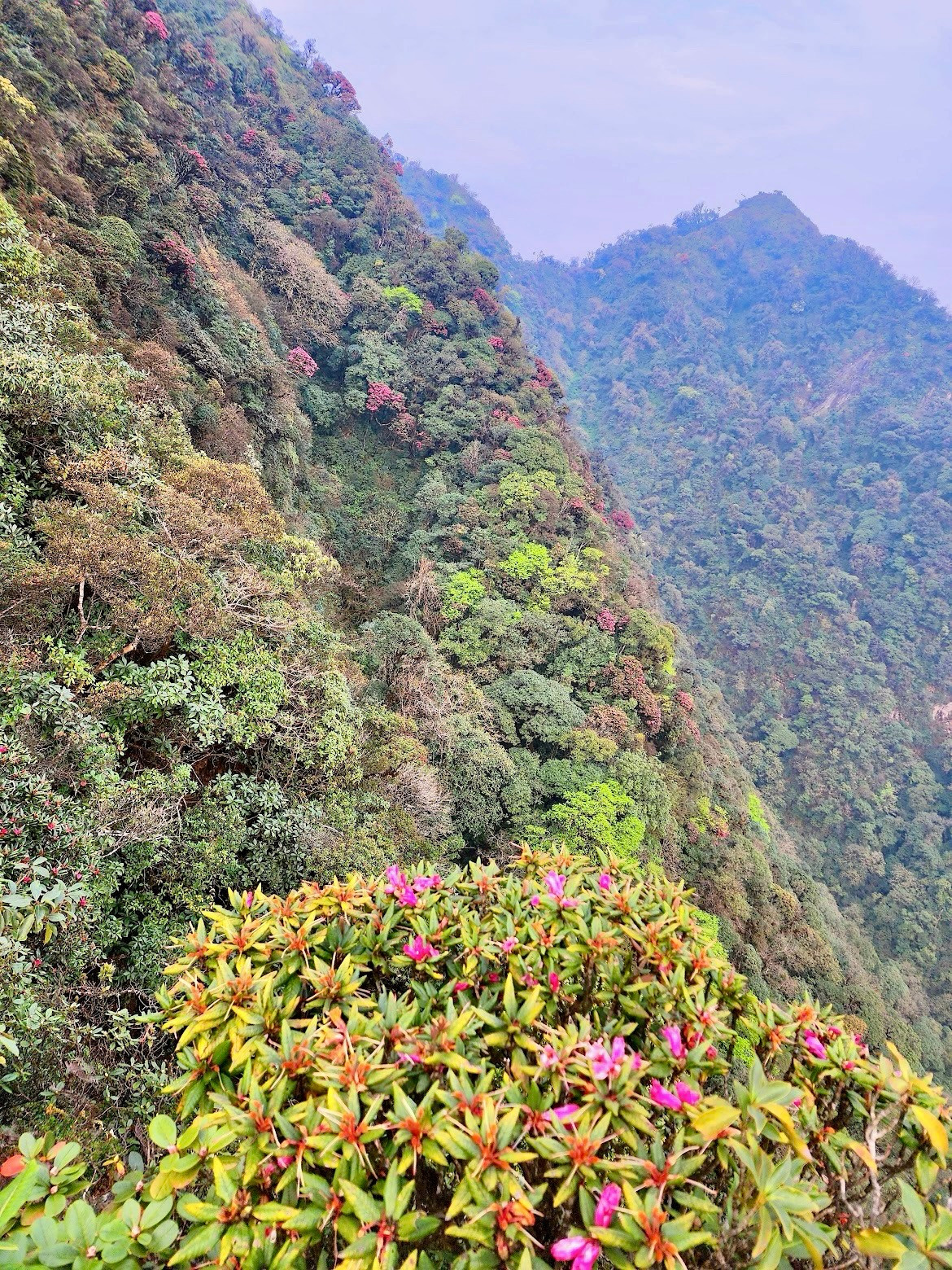 Thảm thực vật trong rừng thay đổi theo độ cao và hướng sườn núi. Trong rừng còn có nhiều cây cổ thụ to, hình dáng kỳ lạ, rêu phủ quanh năm và rừng trúc xanh bốn mùa.