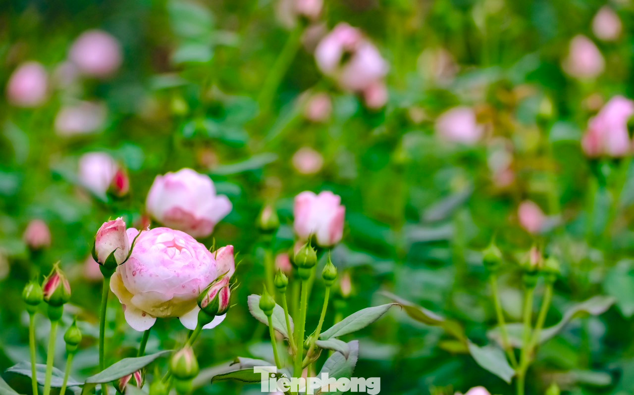 Chủ vườn chia sẻ: "Phải mất gần 5 tháng chăm sóc kỹ lưỡng mới có một mùa hoa đẹp với hàng nghìn bông hoa nở rộ, thơm ngát. Hoa hồng thuộc dòng hoa trang trí cao cấp và ưa khí hậu ôn đới, 1 năm chỉ khai thác được vài tháng, vì hoa nở theo lứa. Để có thể trồng được 1 vườn hồng rộng 6.000m2 phải đầu tư rất nhiều công sức". Chủ vườn chia sẻ: "Phải mất gần 5 tháng chăm sóc kỹ lưỡng mới có một mùa hoa đẹp với hàng nghìn bông hoa nở rộ, thơm ngát. Hoa hồng thuộc dòng hoa trang trí cao cấp và ưa khí hậu ôn đới, 1 năm chỉ khai thác được vài tháng, vì hoa nở theo lứa. Để có thể trồng được 1 vườn hồng rộng 6.000m2 phải đầu tư rất nhiều công sức".