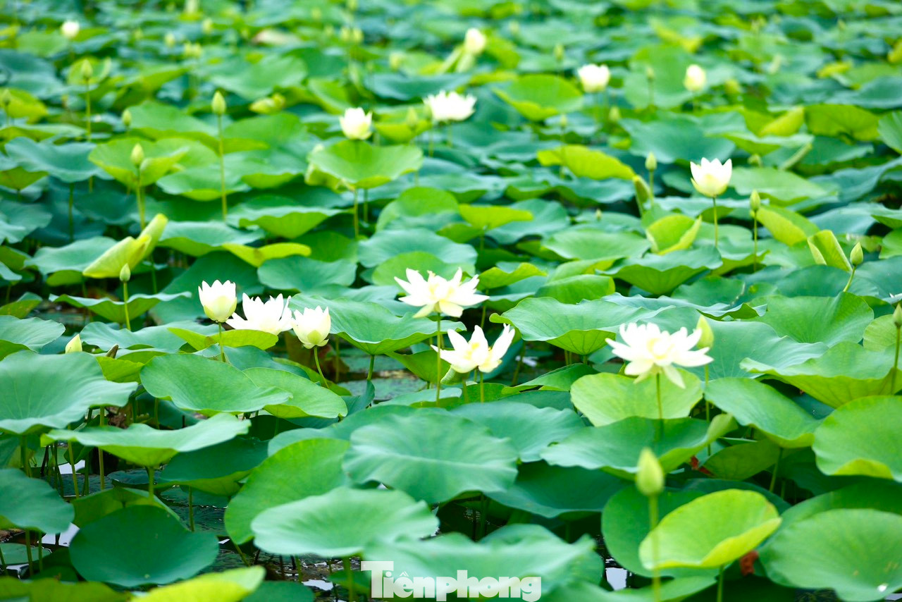 Sen trắng còn có tên gọi tao nhã là Bạch Liên, loài hoa sen mang vẻ đẹp thanh tao và tinh khiết. Sen trắng còn có tên gọi tao nhã là Bạch Liên, loài hoa sen mang vẻ đẹp thanh tao và tinh khiết.