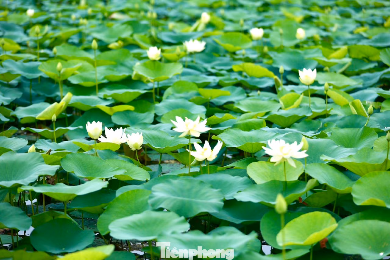 Sen trắng còn có tên gọi tao nhã là Bạch Liên, loài hoa sen mang vẻ đẹp thanh tao và tinh khiết.