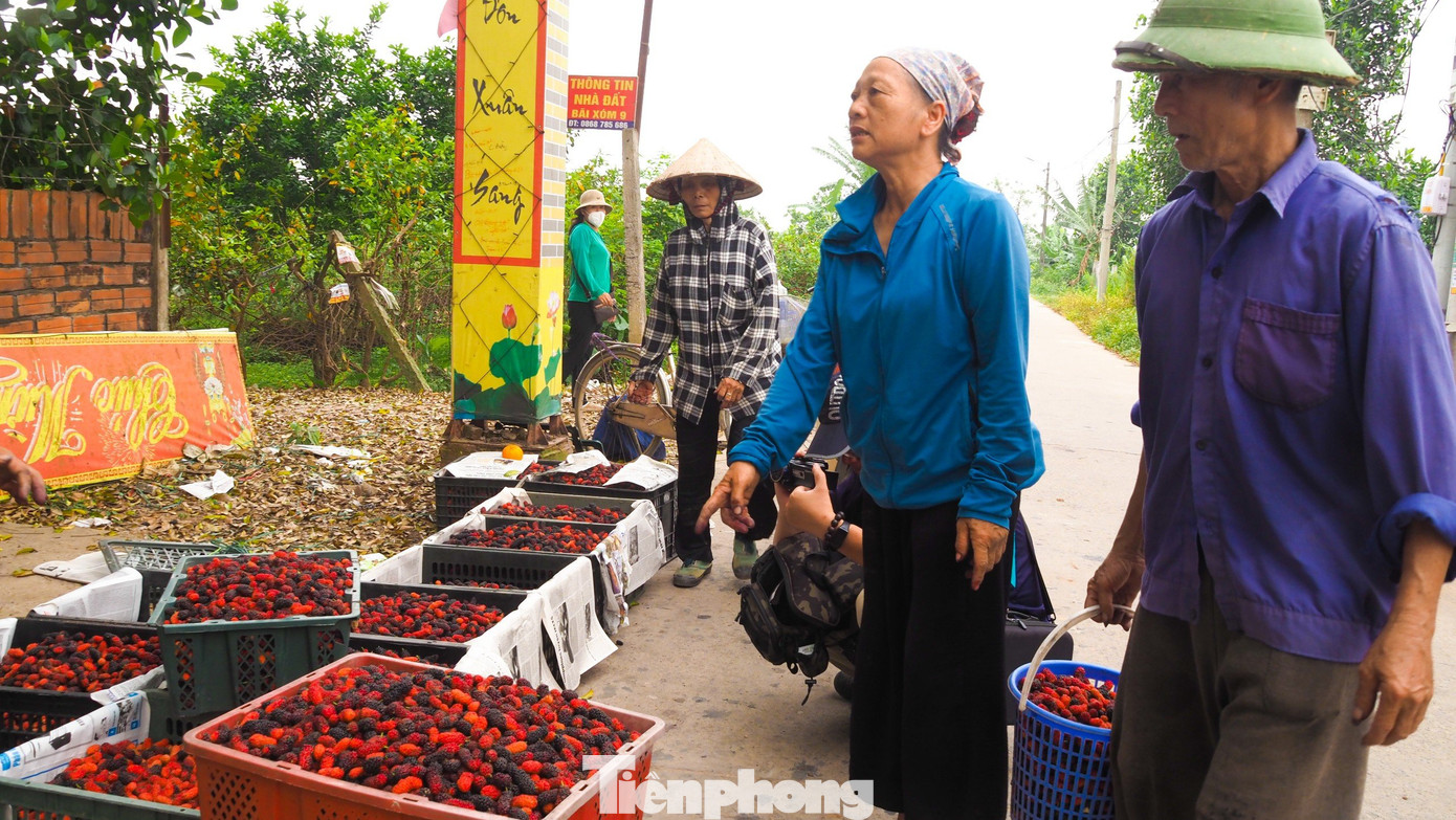 Giá bán tại vườn cho các thương lái dao động từ 15.000 đồng đến 20.000 đồng/kg tùy loại.