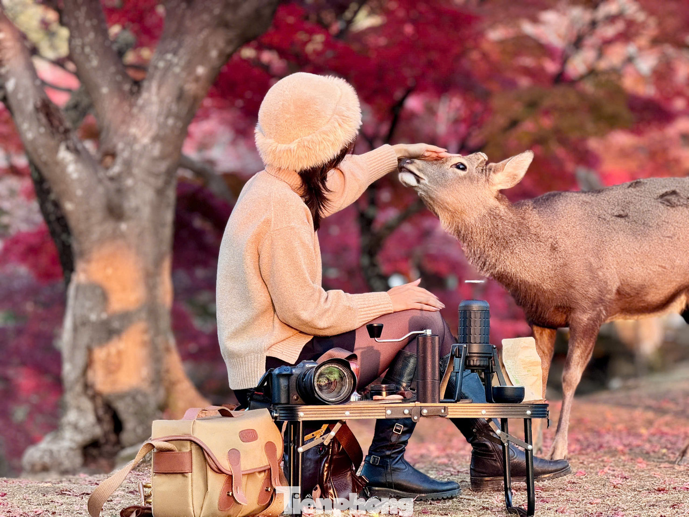 Du khách tìm đến công viên Nara được đắm chìm trong bầu không khí tĩnh lặng, nơi thiên nhiên và con người hòa quyện với nhau một cách hài hòa.