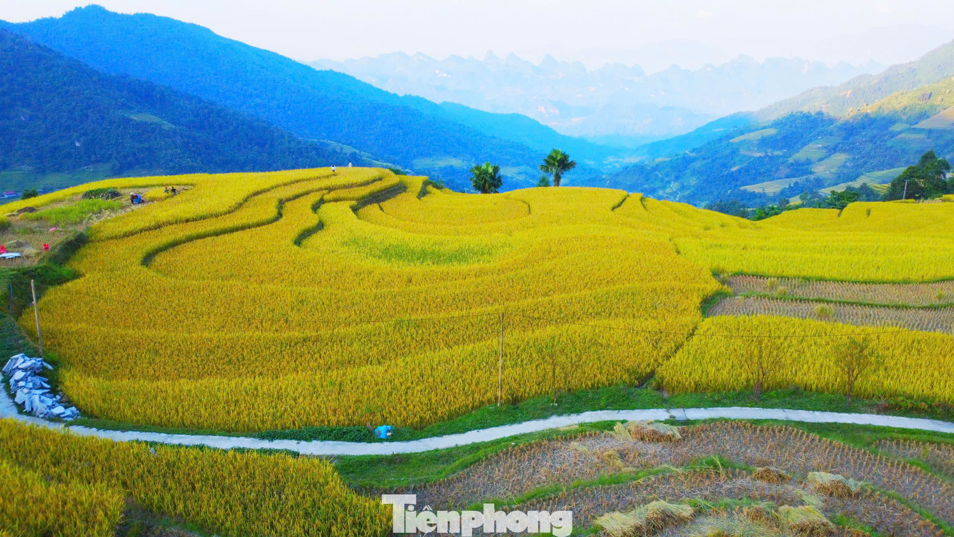 Từ trên cao phóng tầm mắt ra xa du khách sẽ thấy một màu vàng của lúa chín, hòa quyện với cây xanh tạo nên một bức tranh khổng lồ giữa núi rừng đại ngàn.