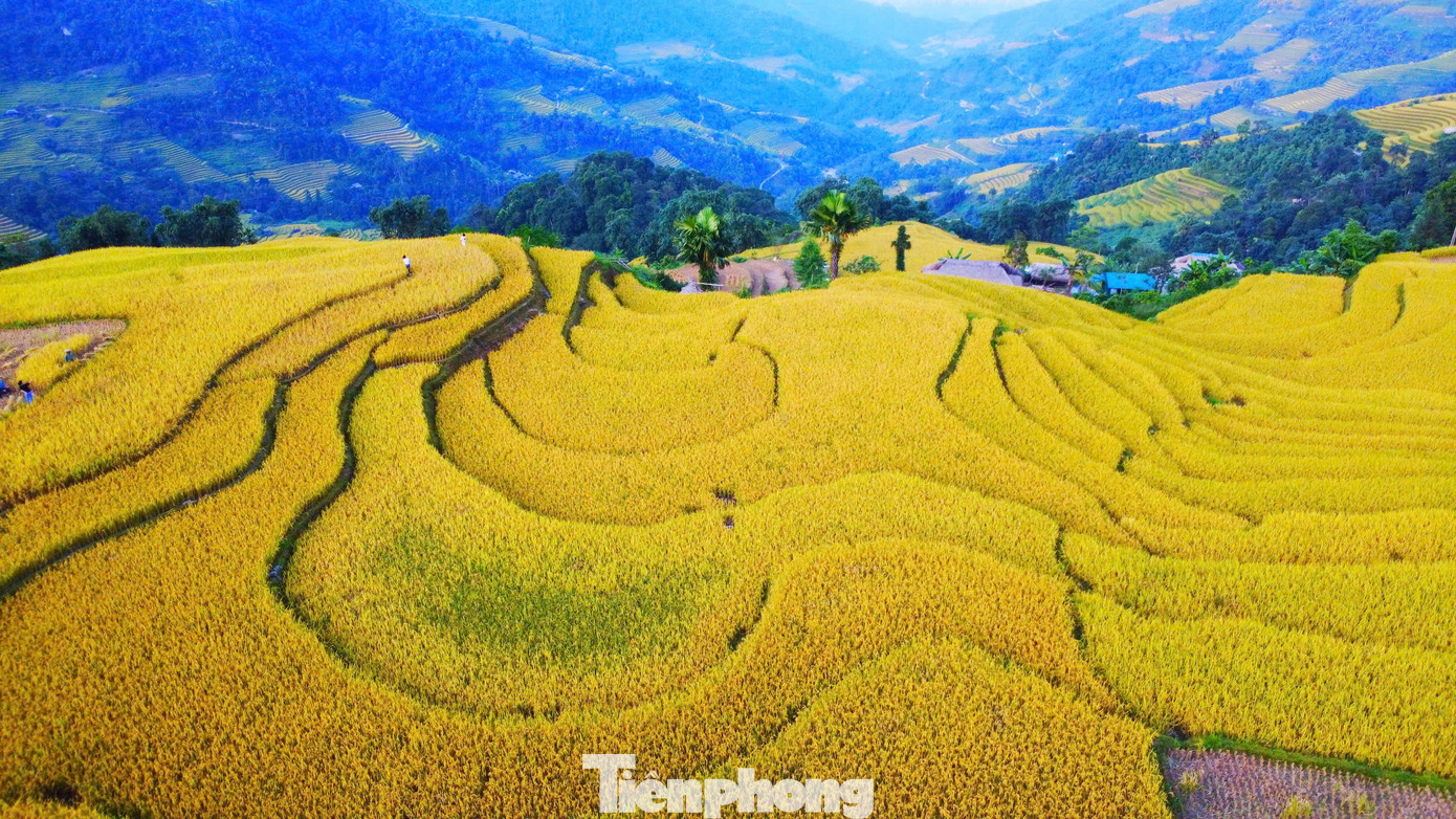 Để ngắm mùa lúa chín tuyệt đẹp tại đây, du khách xuất phát từ cầu treo thôn Khuổi My (xã Phương Độ, thành phố Hà Giang) đi tiếp 10km theo sườn Đông dãy Tây Côn Lĩnh, qua rừng chè san tuyết cổ thụ, rừng cọ và những con dốc uốn lượn.