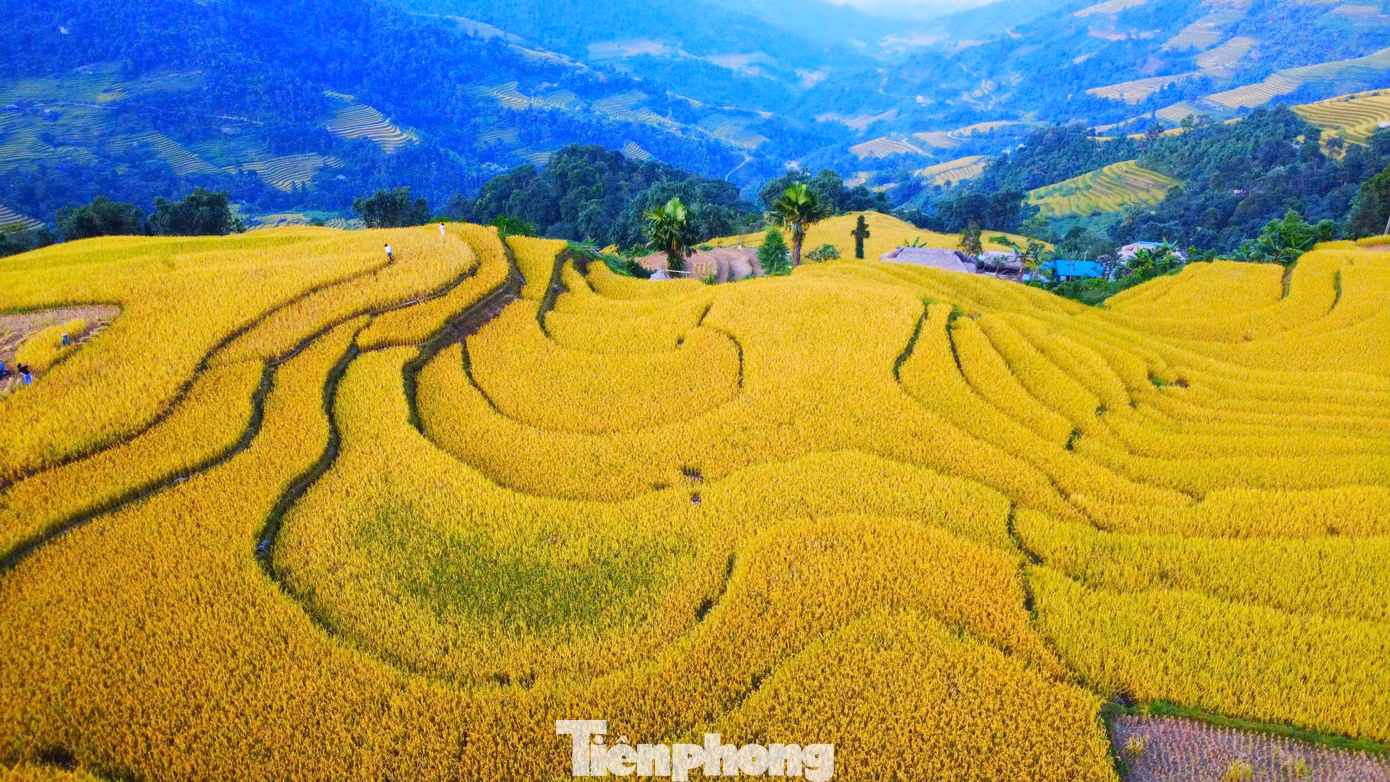 Để ngắm mùa lúa chín tuyệt đẹp tại đây, du khách xuất phát từ cầu treo thôn Khuổi My (xã Phương Độ, thành phố Hà Giang) đi tiếp 10km theo sườn Đông dãy Tây Côn Lĩnh, qua rừng chè san tuyết cổ thụ, rừng cọ và những con dốc uốn lượn.