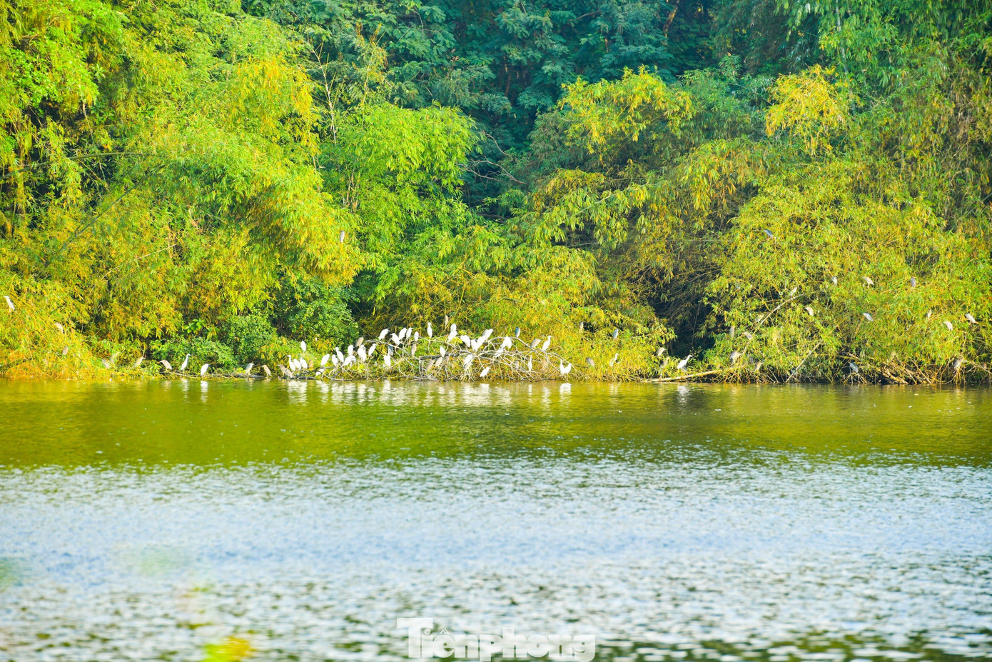 Các loài chim nước cư trú từ đầu những năm 90 của thế kỷ 20, theo thời gian, số lượng các loài chim nước tăng lên nhanh chóng, tạo ra một khu hệ chim đông đúc với hàng nghìn cá thể. Các loài chim nước cư trú từ đầu những năm 90 của thế kỷ 20, theo thời gian, số lượng các loài chim nước tăng lên nhanh chóng, tạo ra một khu hệ chim đông đúc với hàng nghìn cá thể.