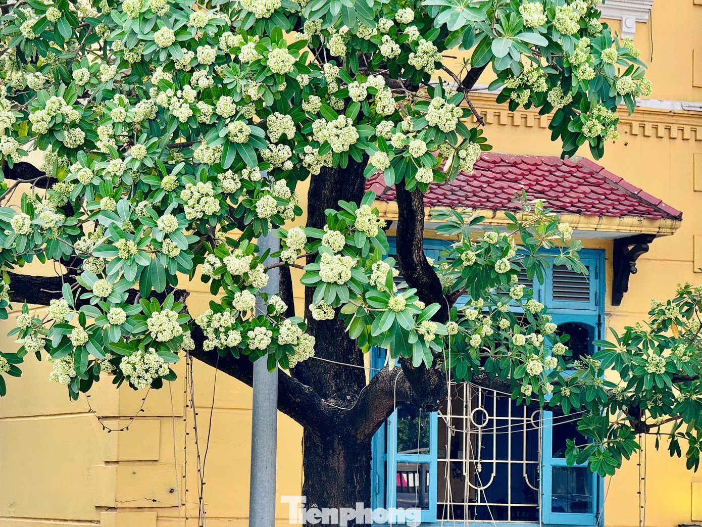 Hoa sữa đã đi vào thơ ca, nhạc họa như một người tình đầy hương sắc, trong cả những bản tình ca không tuổi của cố nhạc sĩ Trịnh Công Sơn: "Hà Nội mùa Thu, mùa Thu Hà Nội. Mùa hoa sữa về, thơm từng cơn gió. Mùa cốm xanh về thơm bàn tay nhỏ. Cốm sữa vỉa hè thơm bước chân qua...."