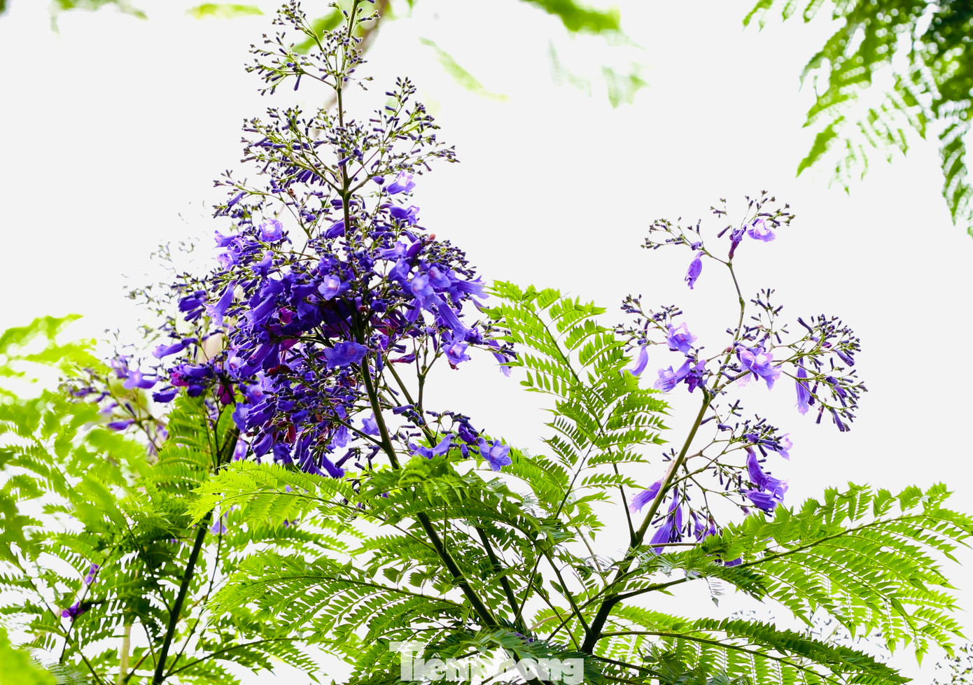 Sắc tím hoa phượng tạo sự khác biệt giữa không gian. Phượng tím khi nở có hình ống, dài 5cm và mọc thành từng chùm.