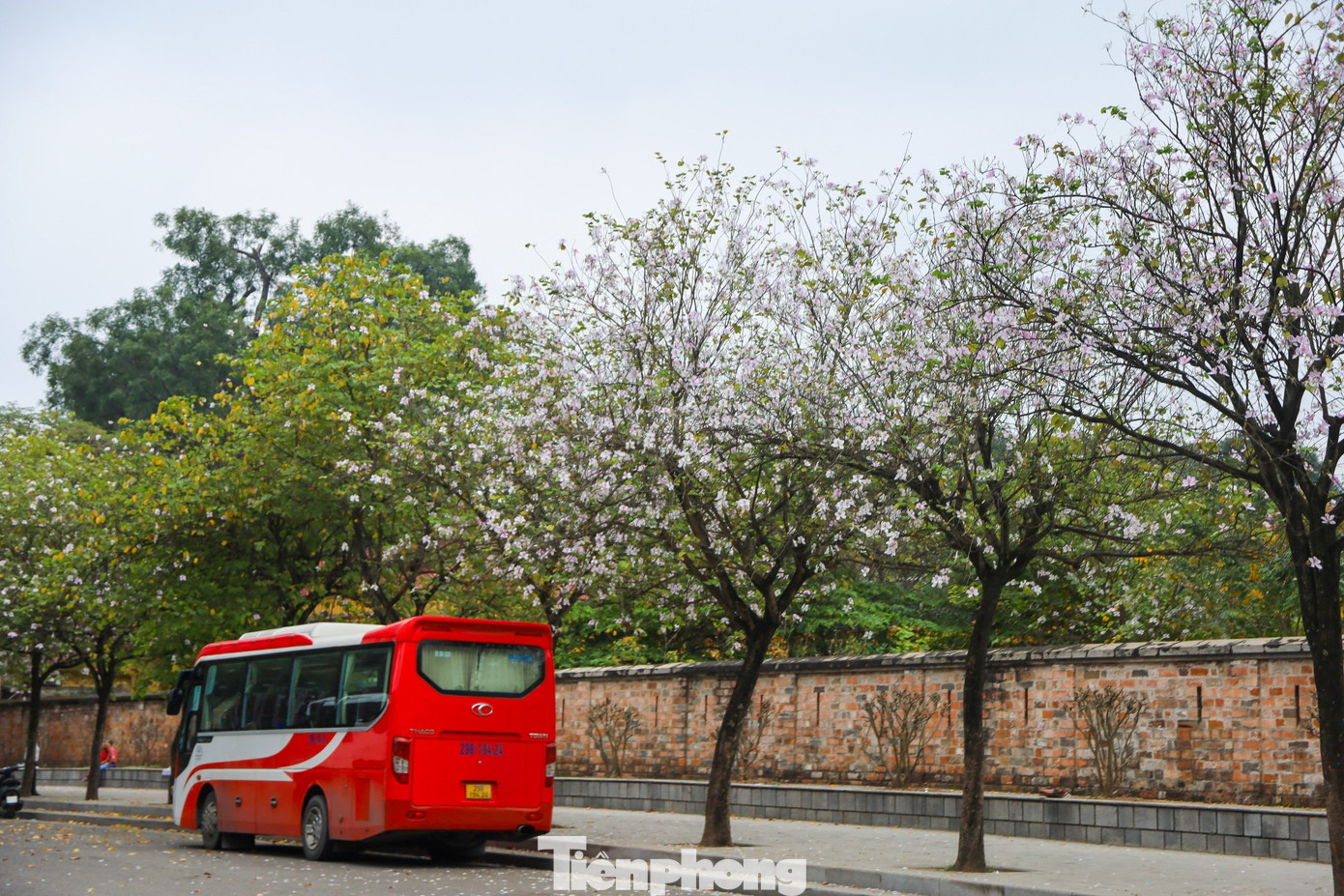 Tại đường Bắc Sơn và đoạn đường Hoàng Diệu đối diện khu vực Đài tưởng niệm Bắc Sơn, hoặc tại tuyến đường Thanh Niên... hoa ban được trồng khá nhiều.