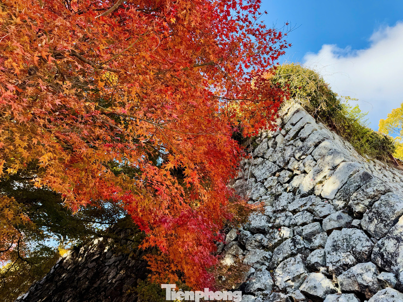 Khi lá chuyển màu tạo nên khung cảnh huyền ảo, mê hoặc.