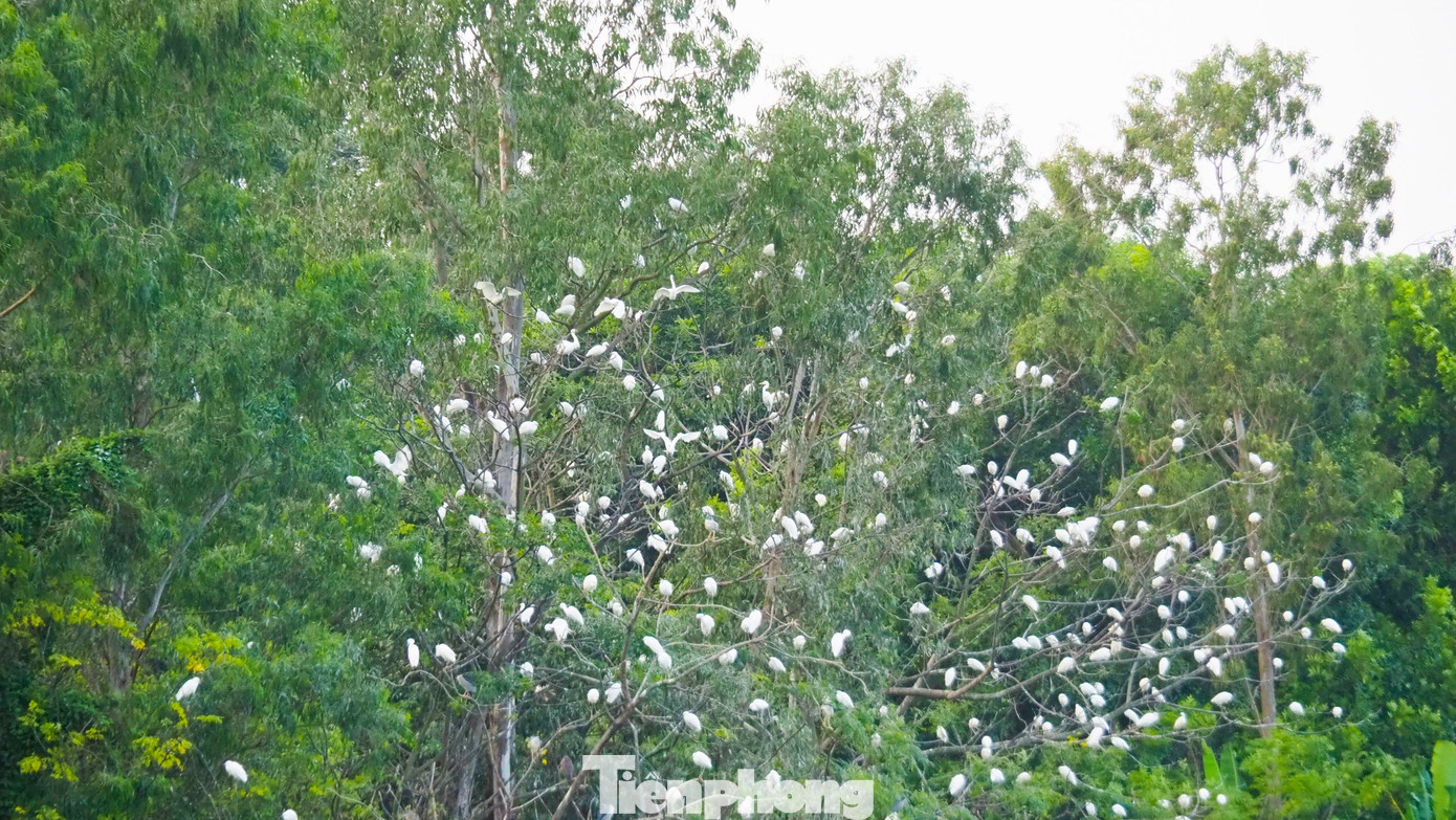 Các loài chim nước cư trú từ đầu những năm 90 của thế kỷ 20, theo thời gian, số lượng các loài chim nước tăng lên nhanh chóng, tạo ra một khu hệ chim đông đúc với hàng nghìn cá thể. Các loài chim nước cư trú từ đầu những năm 90 của thế kỷ 20, theo thời gian, số lượng các loài chim nước tăng lên nhanh chóng, tạo ra một khu hệ chim đông đúc với hàng nghìn cá thể.