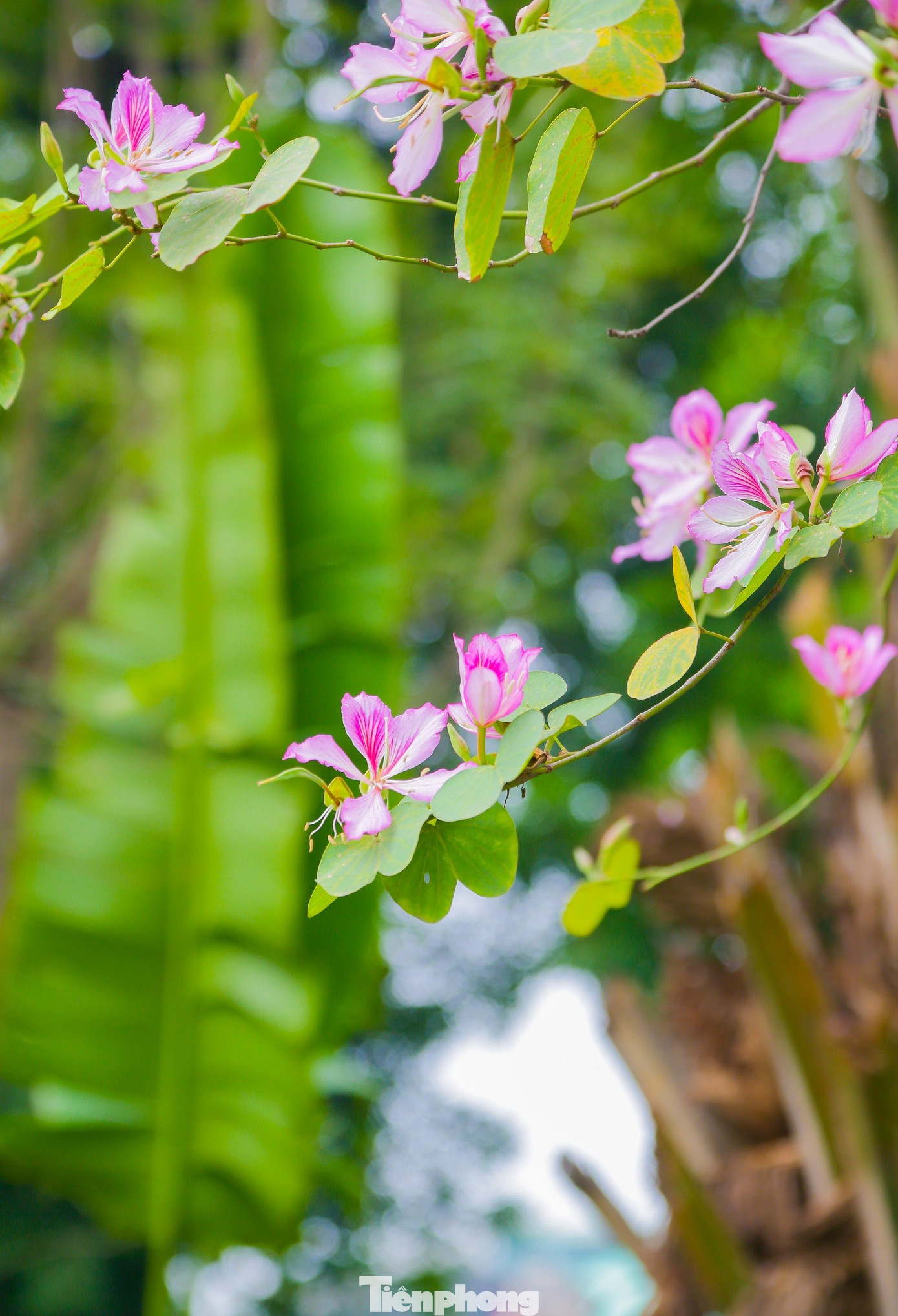 Cây hoa ban người ta thường gọi với một cái tên dân dã là cây mòng giò, hoa ban được dịch theo tiếng Thái có nghĩa là loài hoa ngọt, ngọt ở đây là ngọt ngào, da diết.
