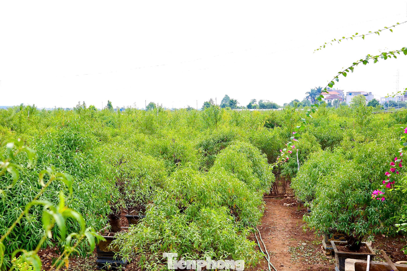 Những ngày này, người dân trồng đào ở Nhật Tân đang nỗ lực phục hồi, chăm sóc cây để kịp bán trong dịp Tết Nguyên đán 2025.