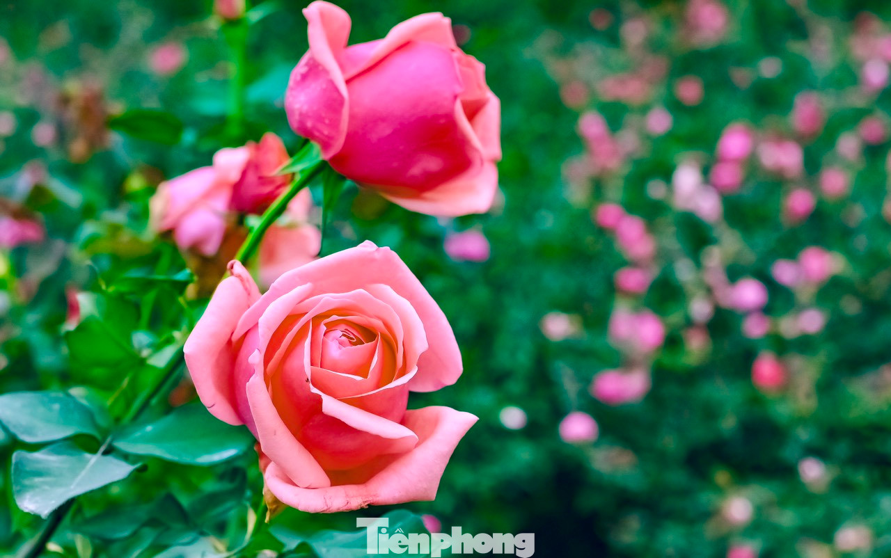 Chủ vườn chia sẻ: "Phải mất gần 5 tháng chăm sóc kỹ lưỡng mới có một mùa hoa đẹp với hàng nghìn bông hoa nở rộ, thơm ngát. Hoa hồng thuộc dòng hoa trang trí cao cấp và ưa khí hậu ôn đới, 1 năm chỉ khai thác được vài tháng, vì hoa nở theo lứa. Để có thể trồng được 1 vườn hồng rộng 6.000m2 phải đầu tư rất nhiều công sức". Chủ vườn chia sẻ: "Phải mất gần 5 tháng chăm sóc kỹ lưỡng mới có một mùa hoa đẹp với hàng nghìn bông hoa nở rộ, thơm ngát. Hoa hồng thuộc dòng hoa trang trí cao cấp và ưa khí hậu ôn đới, 1 năm chỉ khai thác được vài tháng, vì hoa nở theo lứa. Để có thể trồng được 1 vườn hồng rộng 6.000m2 phải đầu tư rất nhiều công sức".